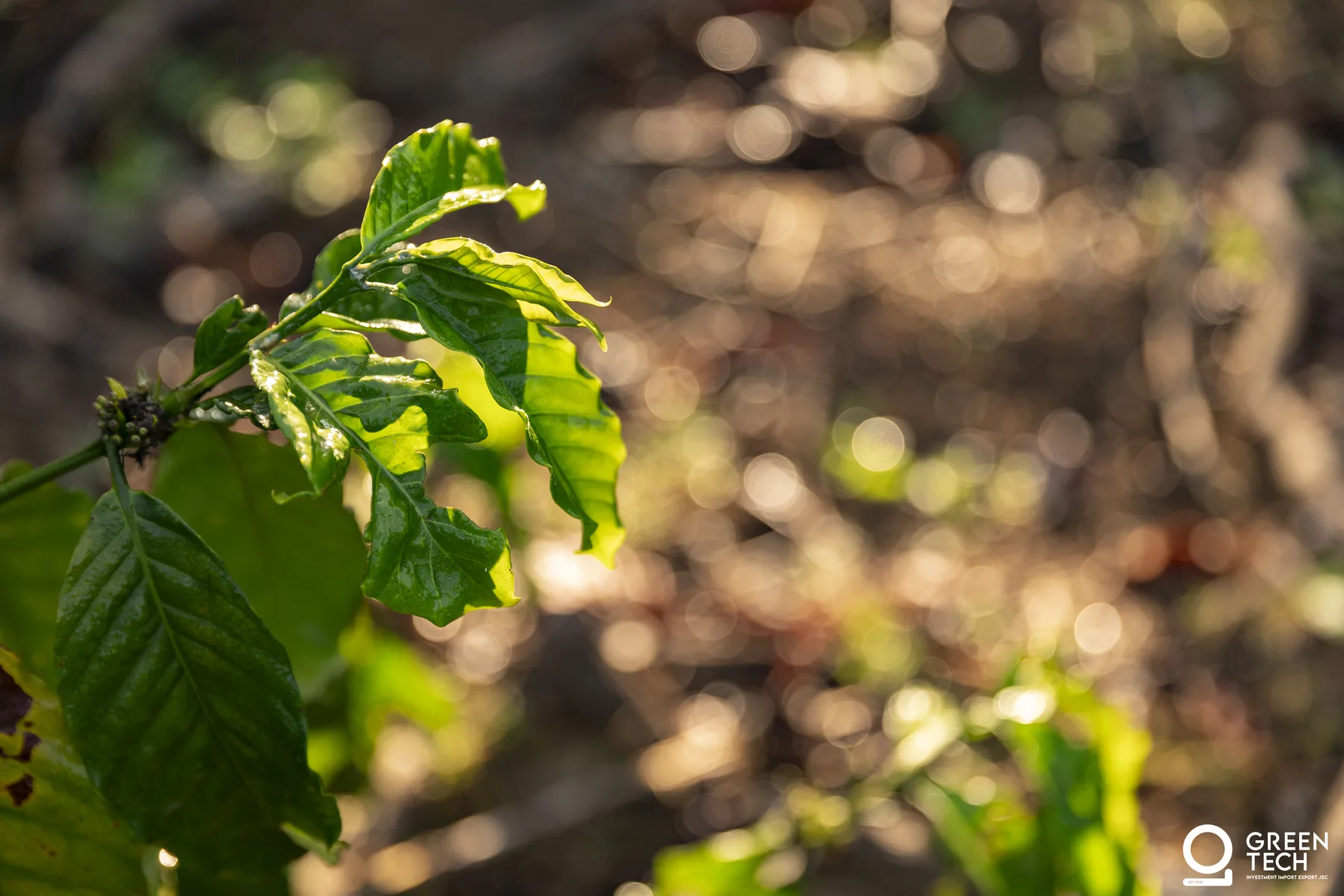 GreenTech — Seed to Ship brand video