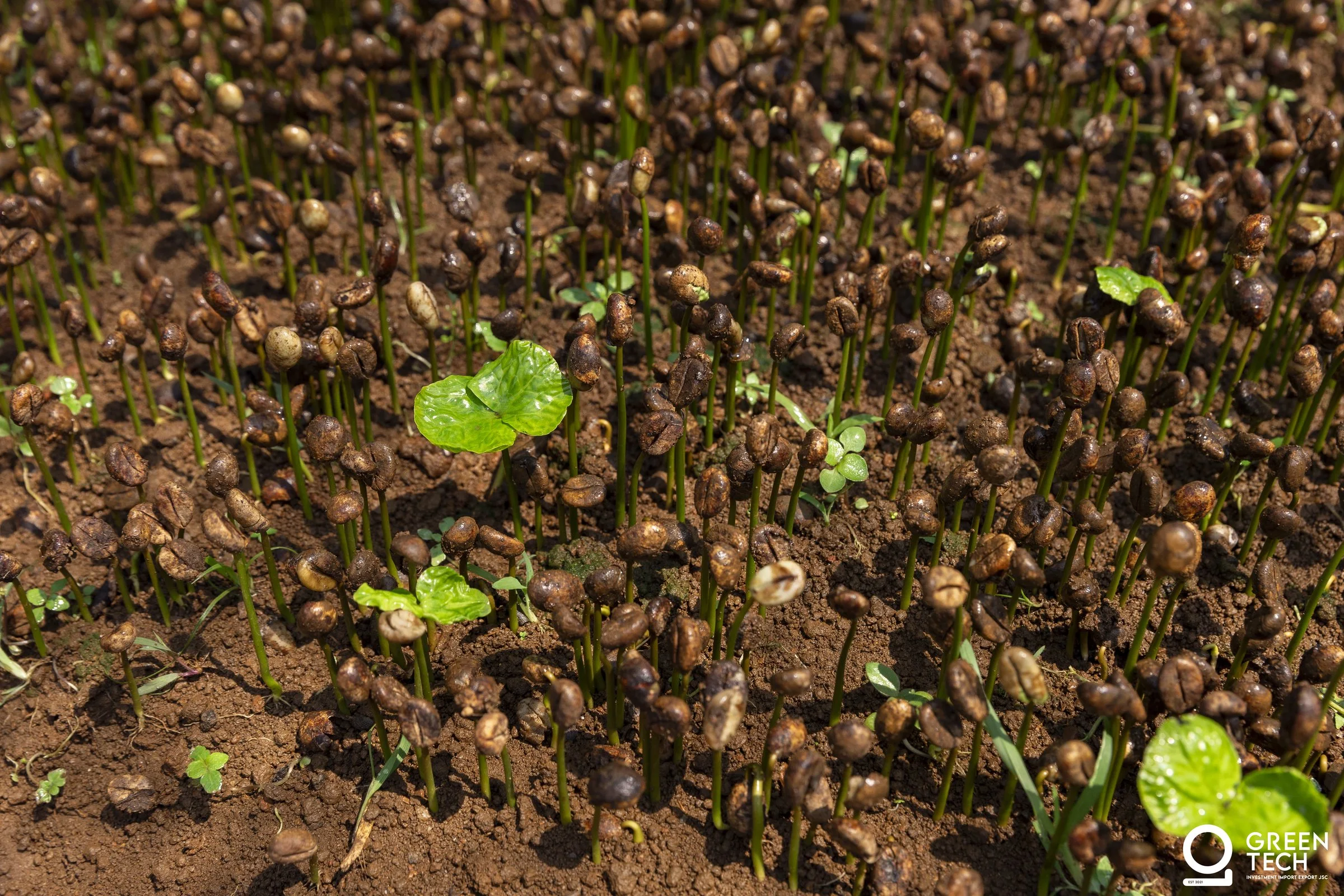 From seed to story — GreenTech's journey of craft and quality