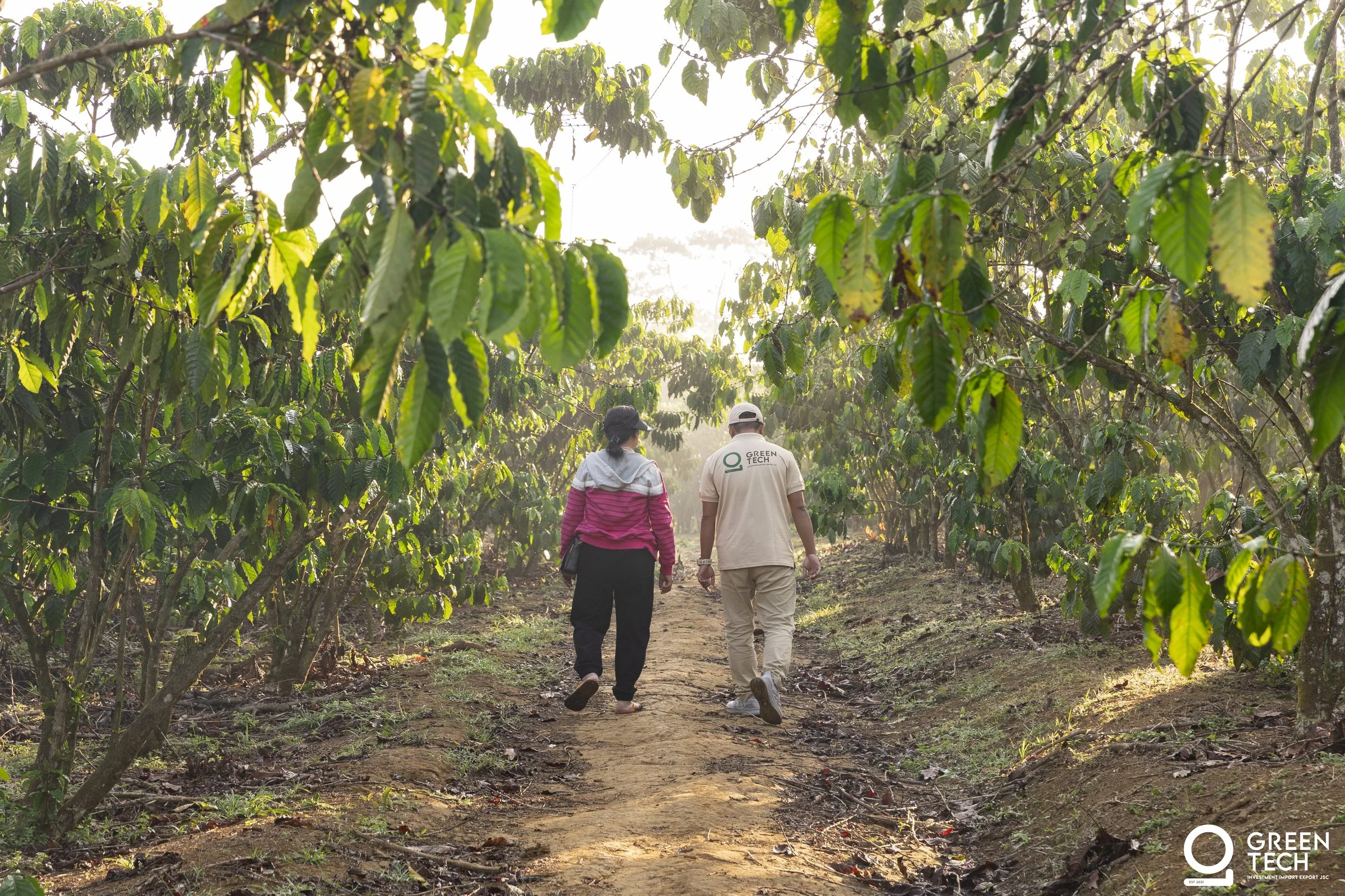 Farmer hands carefully selecting ripe coffee cherries