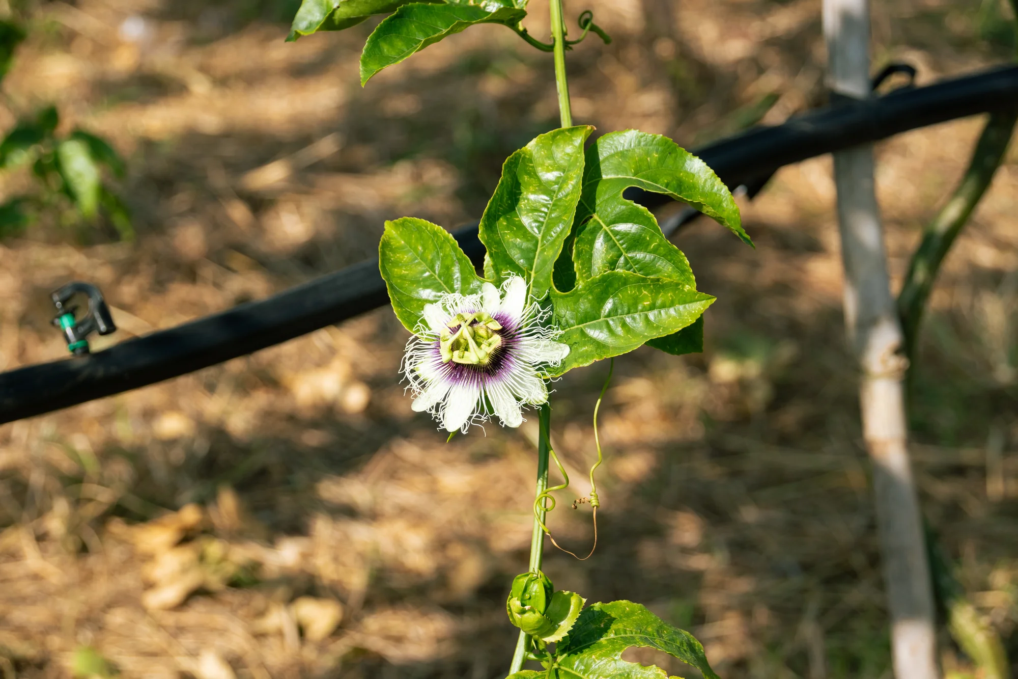 Passion Fruit detail