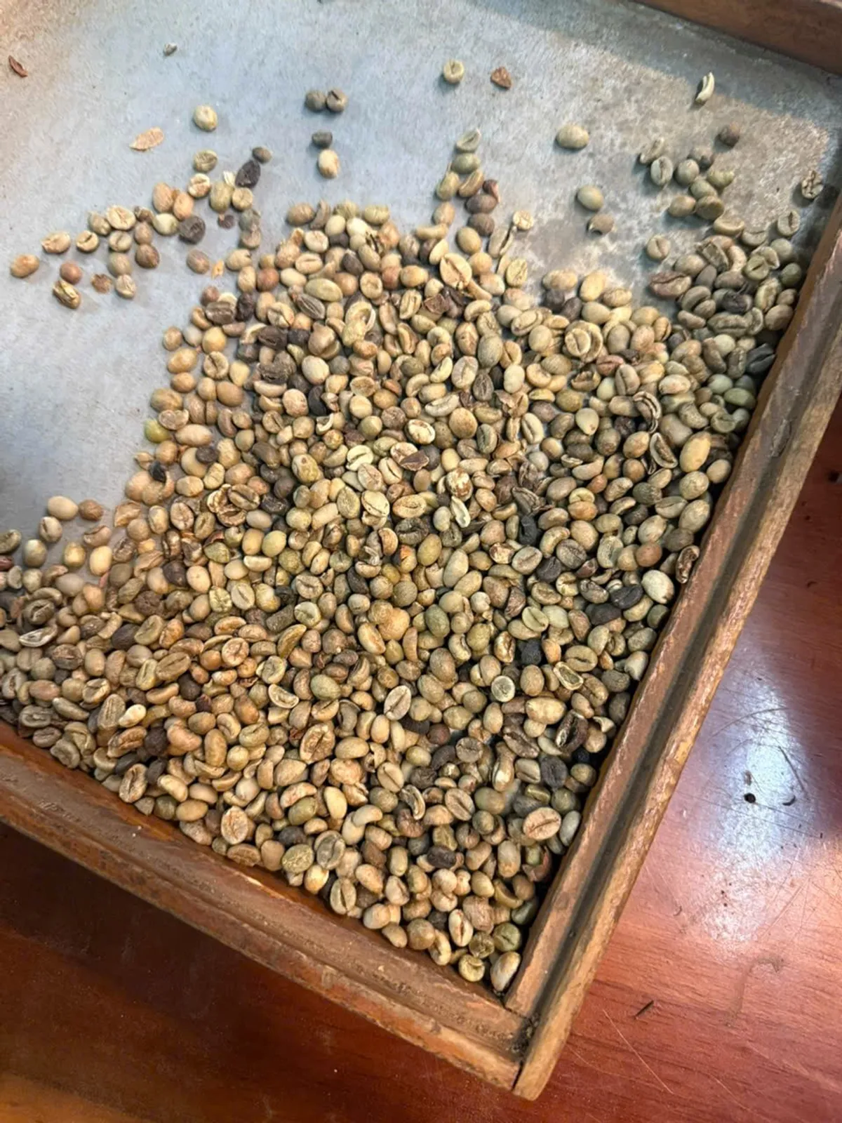 Robusta Grade 2 - Underscreen